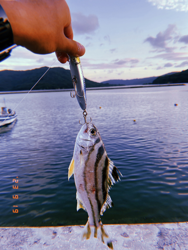 コトヒキの釣果