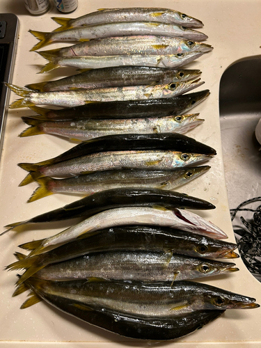 カマスの釣果