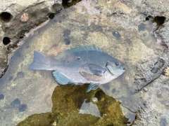 メジナの釣果