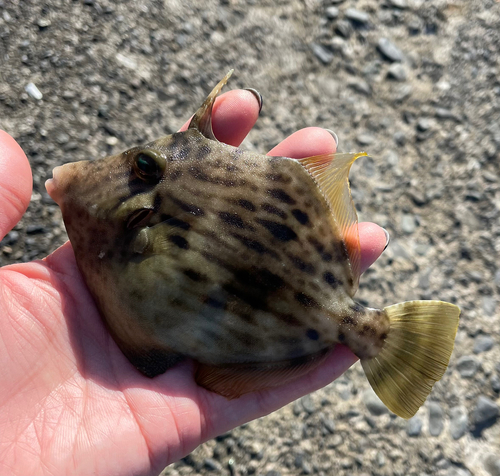 カワハギの釣果