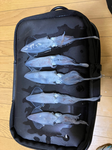 ヒイカの釣果