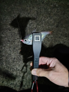 ハタンポの釣果