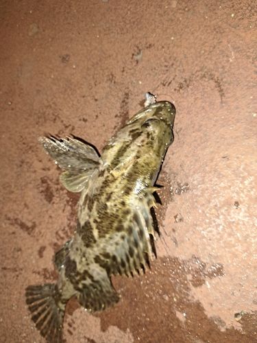 タケノコメバルの釣果