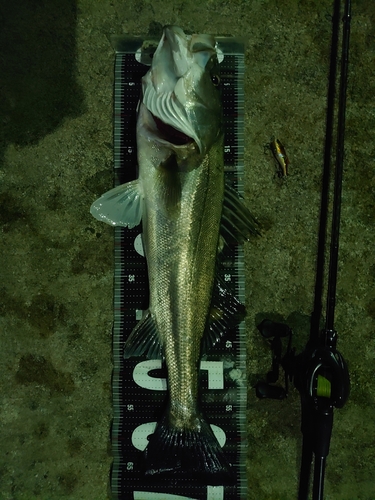 シーバスの釣果