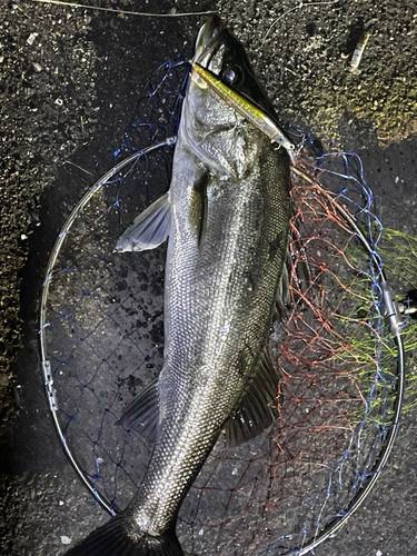 スズキの釣果