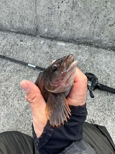 アイナメの釣果