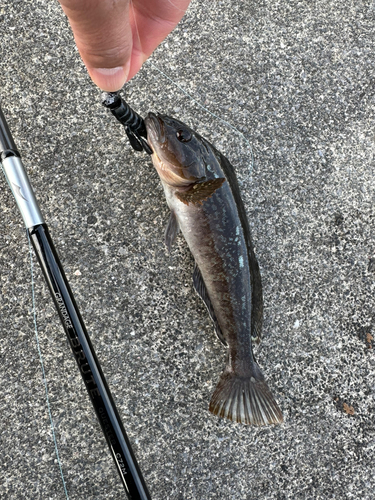 アイナメの釣果