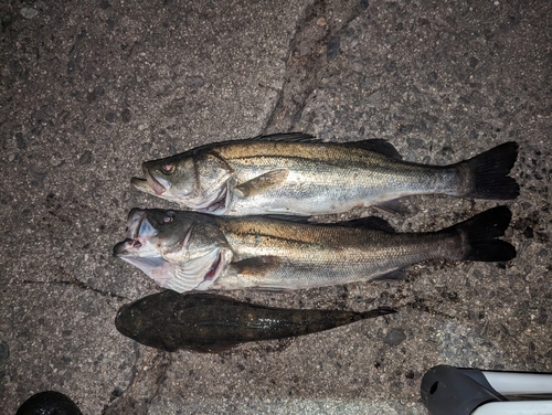 シーバスの釣果