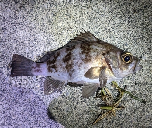 メバルの釣果