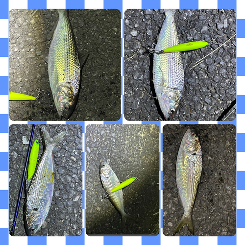 コノシロの釣果