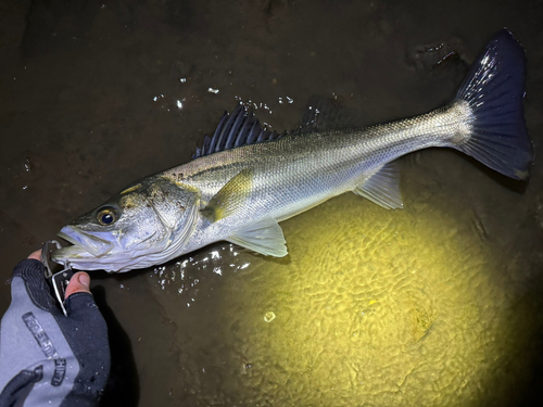 セイゴ（マルスズキ）の釣果