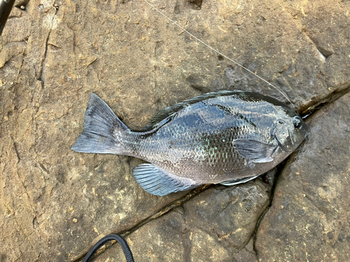 メジナの釣果