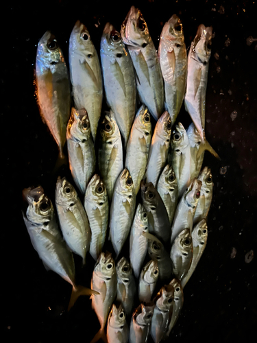 アジの釣果