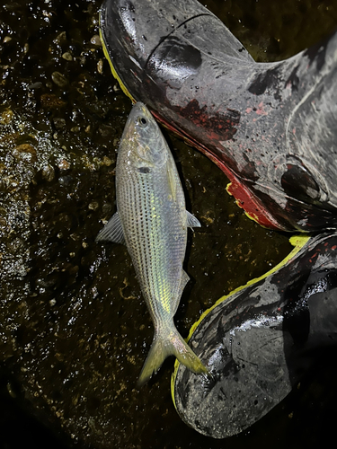 コノシロの釣果