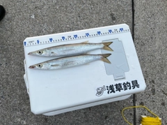 カマスの釣果