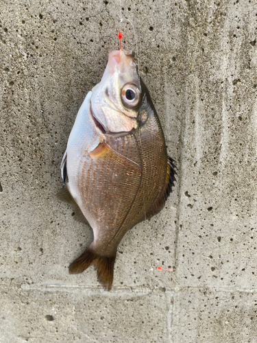 ウミタナゴの釣果