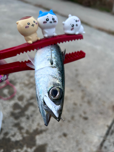 サバの釣果