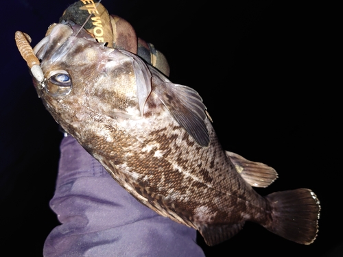 クロソイの釣果