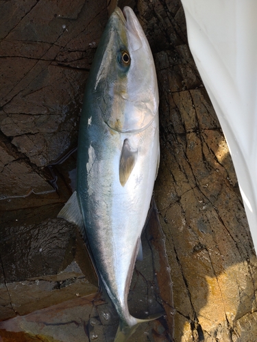 ハマチの釣果