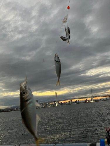 アジの釣果