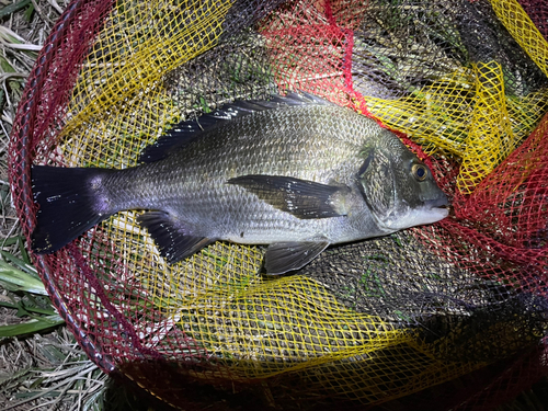 クロダイの釣果