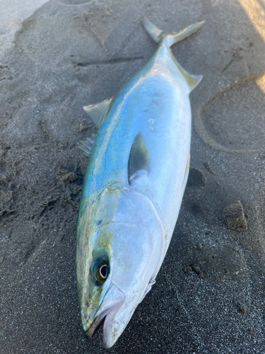 イナダの釣果