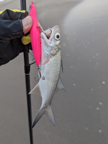 ツバメコノシロの釣果