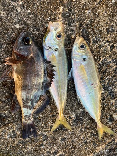 メバルの釣果