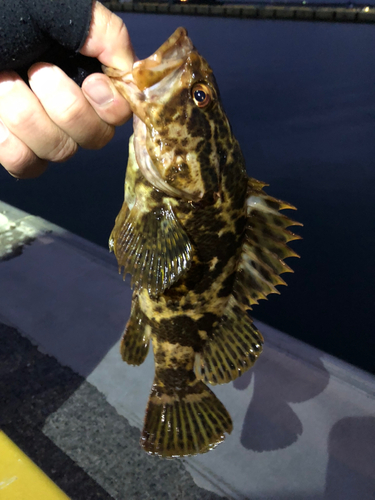 タケノコメバルの釣果