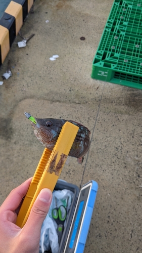 アカササノハベラの釣果