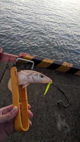 キスの釣果