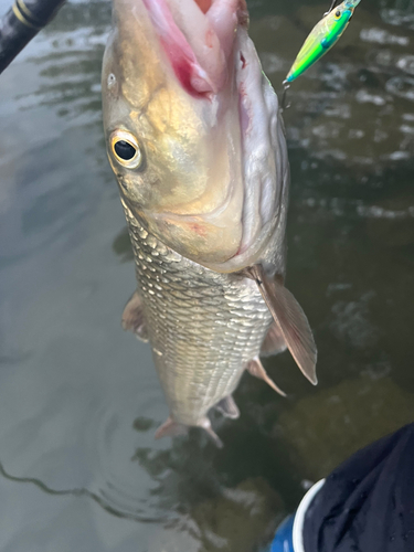 ニゴイの釣果