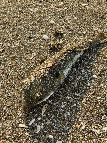 フグの釣果