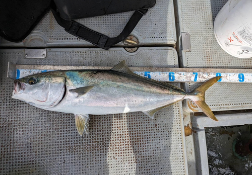 ブリの釣果