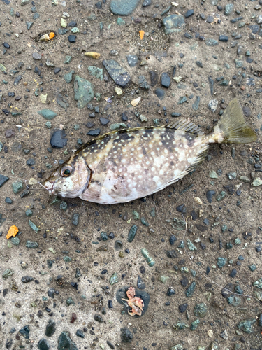 アイゴの釣果