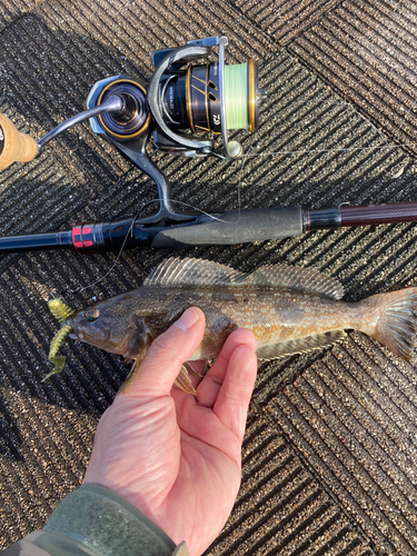 アイナメの釣果