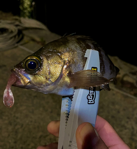 シロメバルの釣果