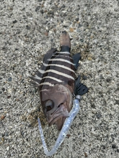 マハタの釣果