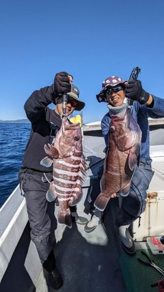 マハタの釣果