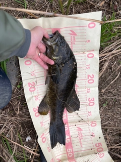 スモールマウスバスの釣果