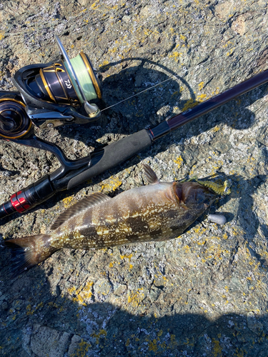 アイナメの釣果