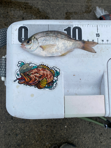 ウミタナゴの釣果