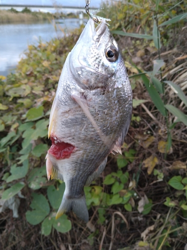 キビレの釣果