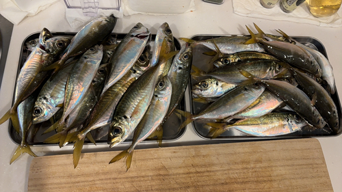 アジの釣果