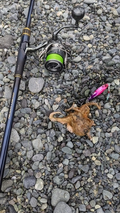 タコの釣果