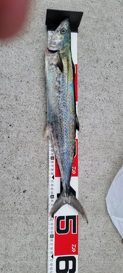 サゴシの釣果