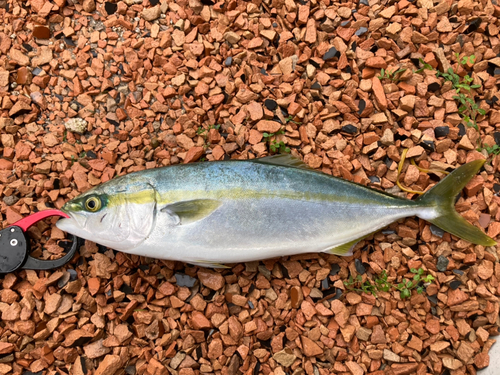 ハマチの釣果