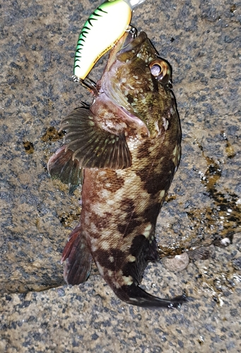 カサゴの釣果