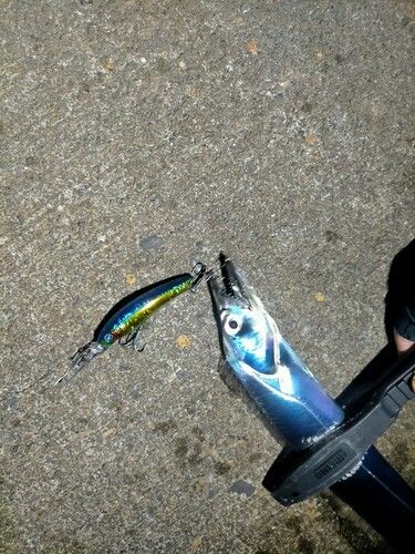 タチウオの釣果