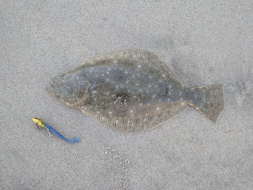 ヒラメの釣果